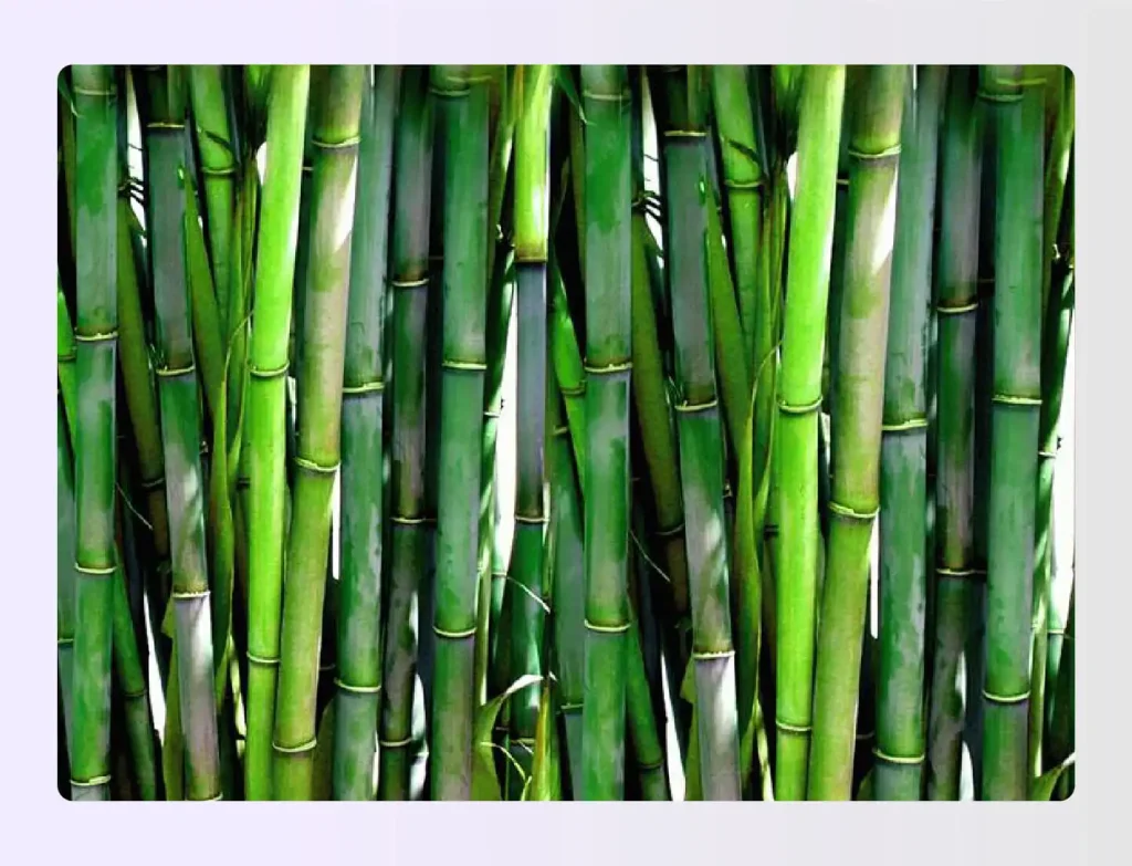 Green bamboo stalks representing growth and vitality Green bamboo stalks representing growth and vitality