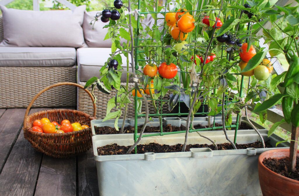 kitchen garden