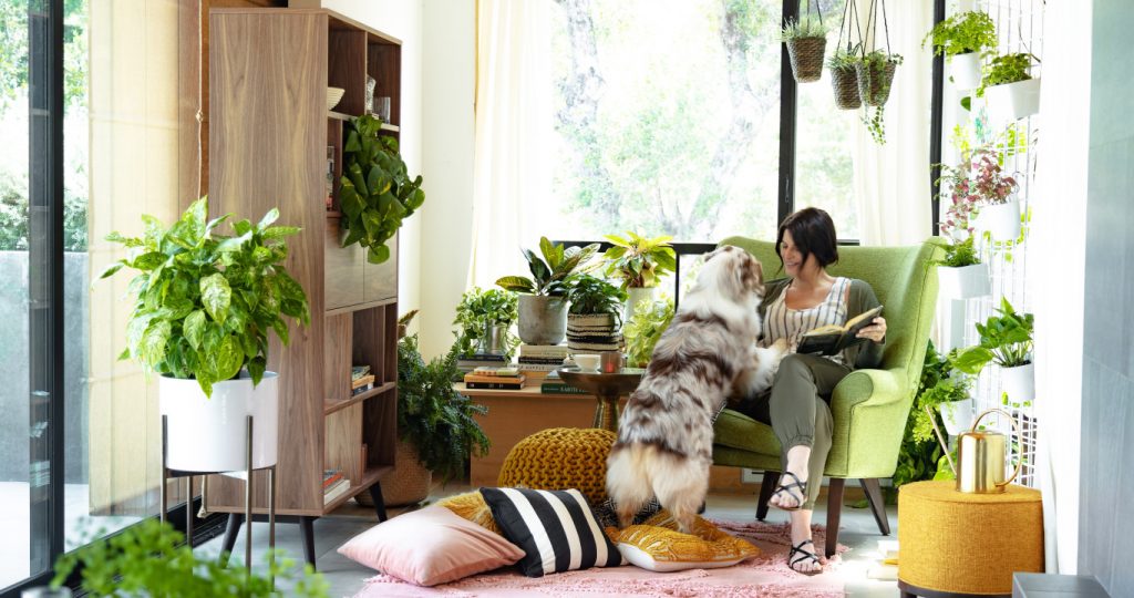easiest houseplants for home