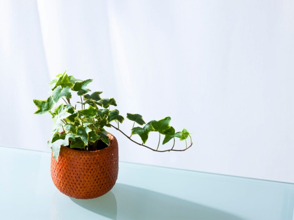 houseplants - english ivy plant