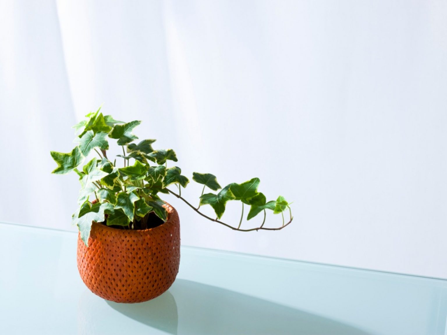 15 Easy Houseplants To Grow Inside Your Home | Foyr