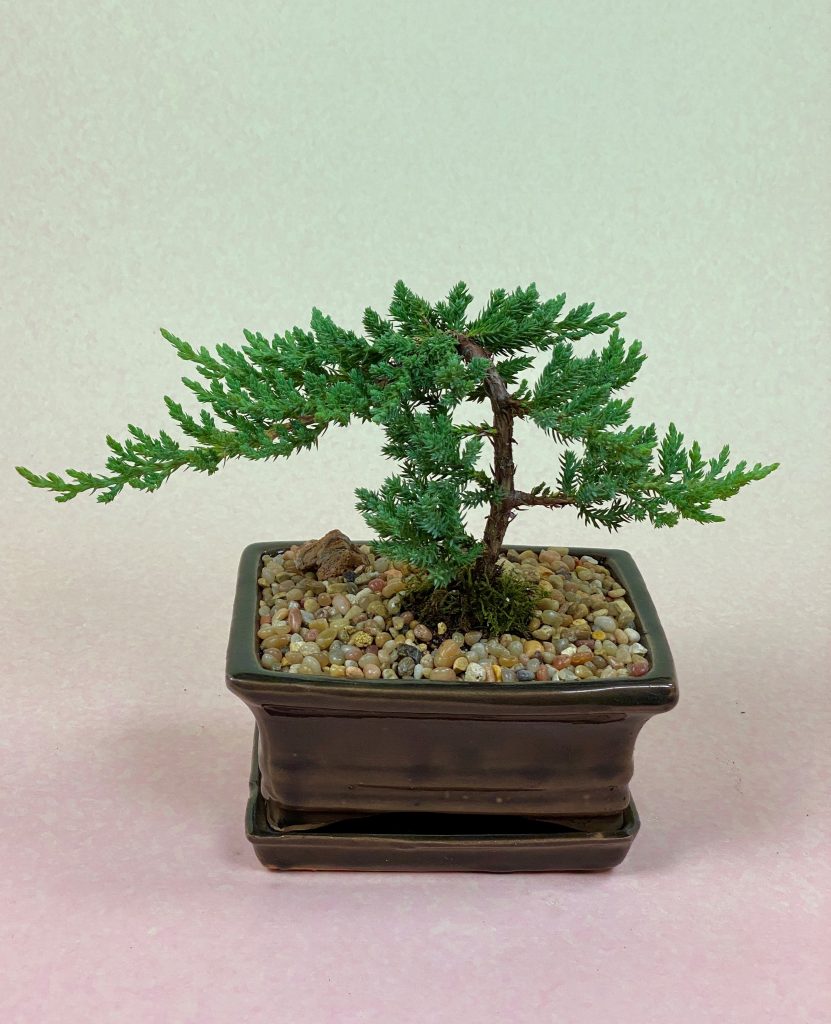 houseplants - juniper bonsai