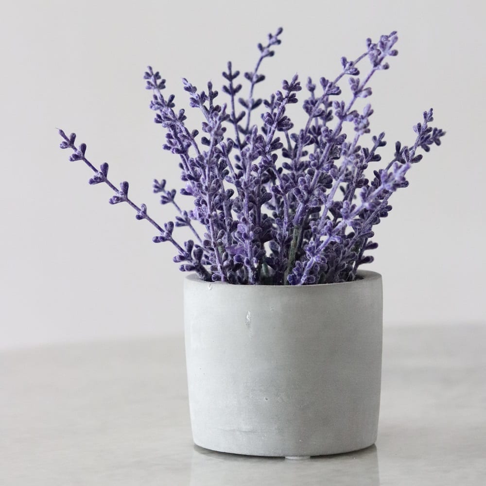 houseplants - lavender plant
