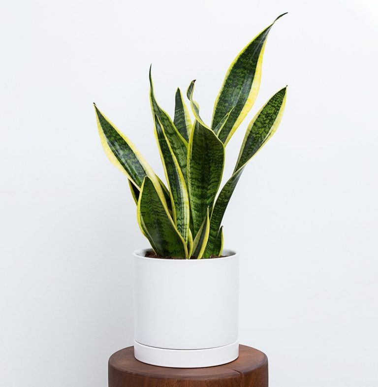 15 Easy Houseplants To Grow Inside Your Home | Foyr