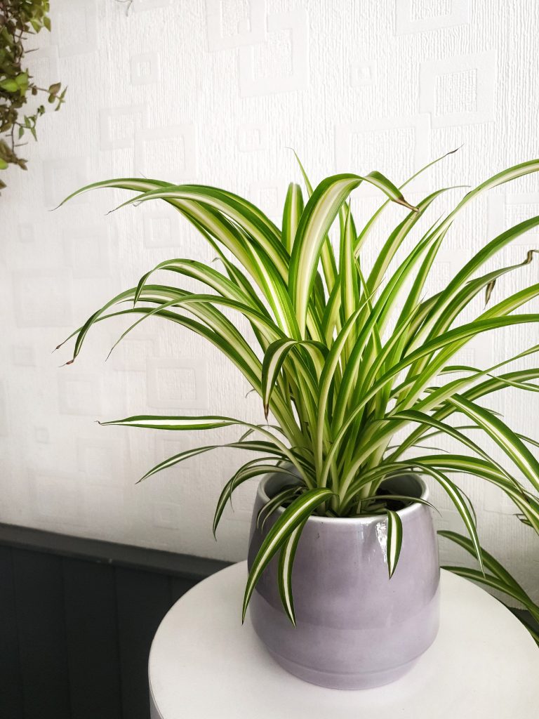 houseplants - spider plant