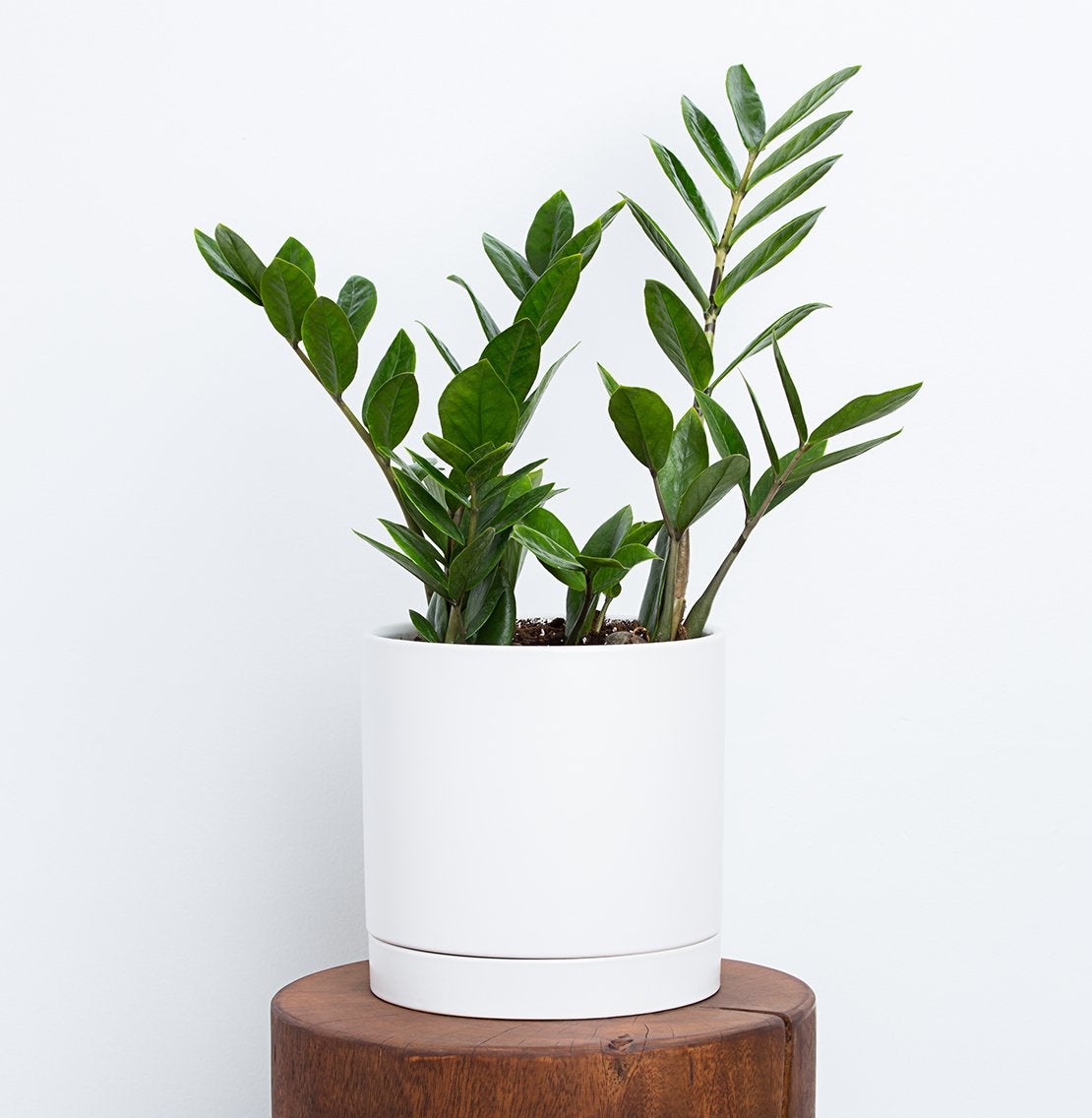 15 Easy Houseplants To Grow Inside Your Home | Foyr