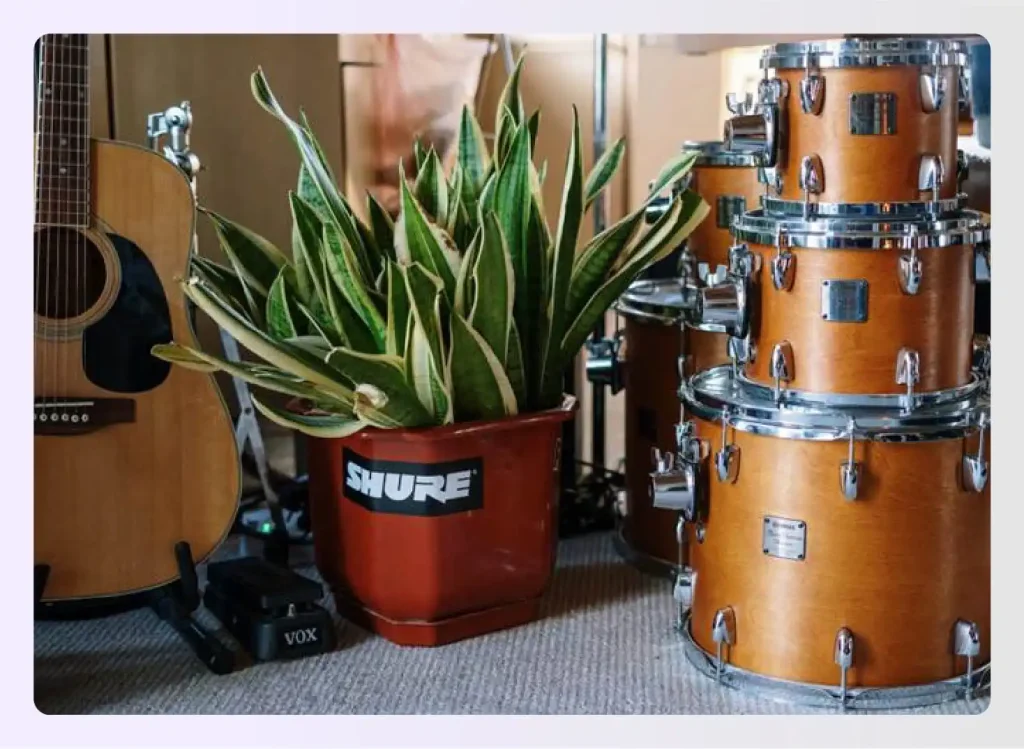 Close-up of a drum set next to a plant