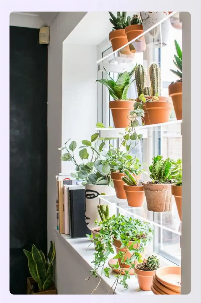 Glass window shelves with plants