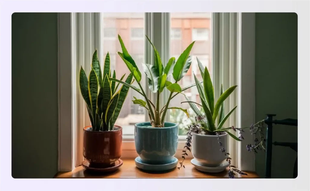 Three potted house plants sitting on a sunny window sill